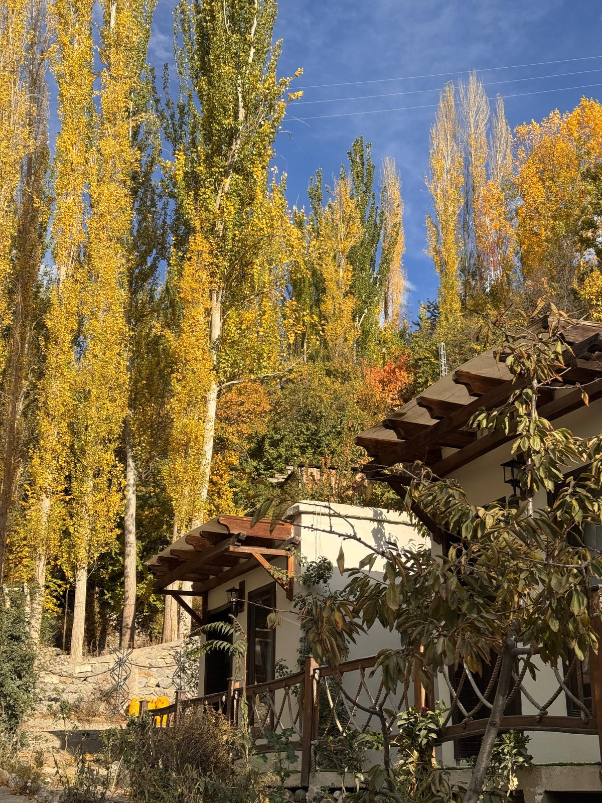 Golden autumn trees surrounding accommodation at Offto Resort Karimabad in Hunza